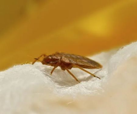 Economy Pest Control Inc