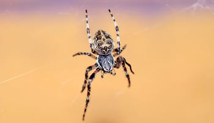 Southern Maryland Boys Pest Control Picture 6