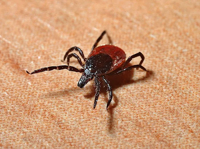 Southern Maryland Boys Pest Control Picture 2