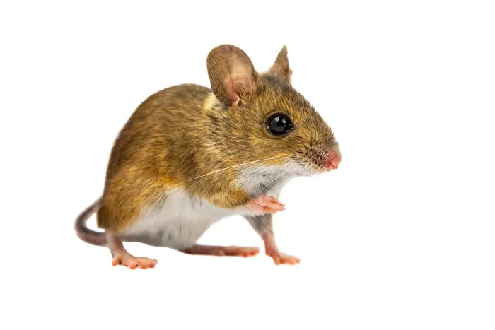Planet Friendly Pest Control Picture 1