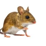 Planet Friendly Pest Control