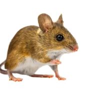 Planet Friendly Pest Control ico