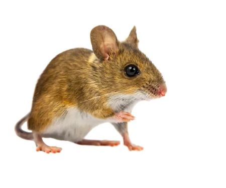 Planet Friendly Pest Control