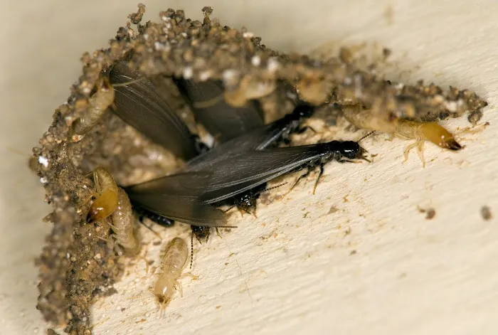 Planet Friendly Pest Control Picture 3