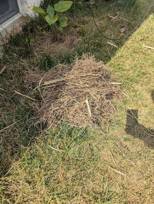 Mike's Pest and Termite Control Picture 8