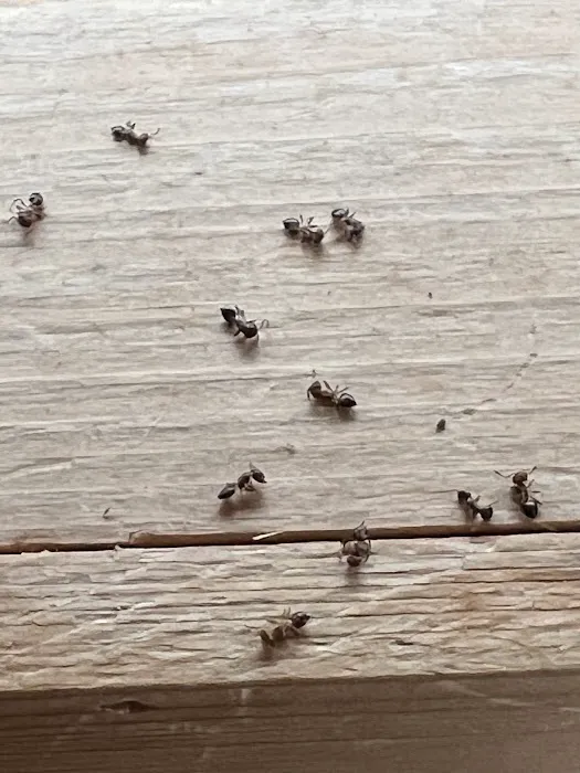 The Bug Man Picture 1