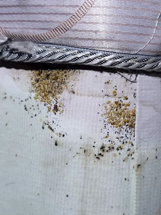 The Bug Man Picture 7