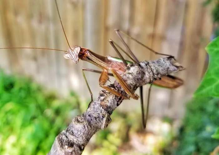 Brody Brothers Pest Control in Anne Arundel County Picture 2