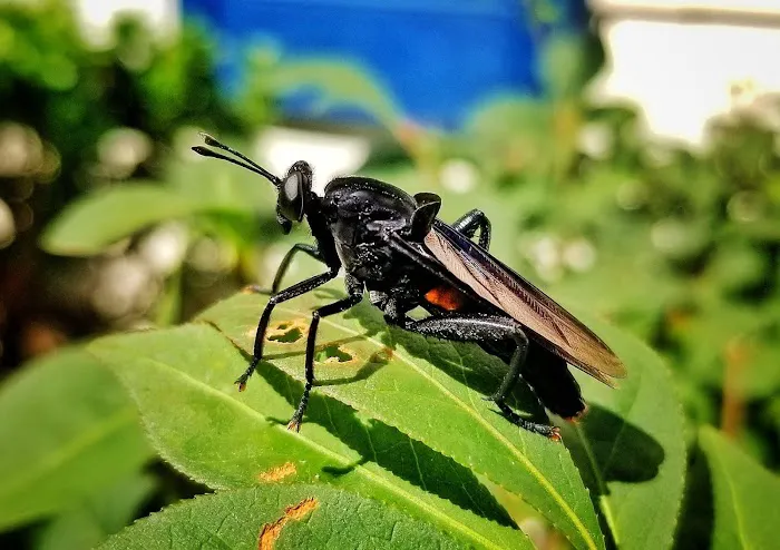Brody Brothers Pest Control in Anne Arundel County Picture 5
