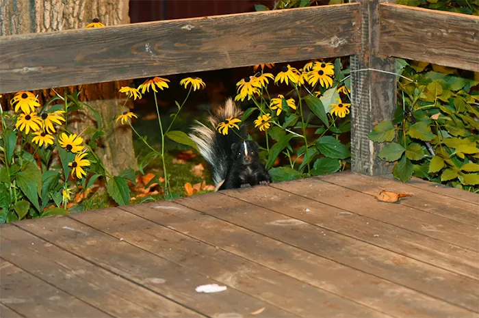 North Shore Wildlife Picture 9