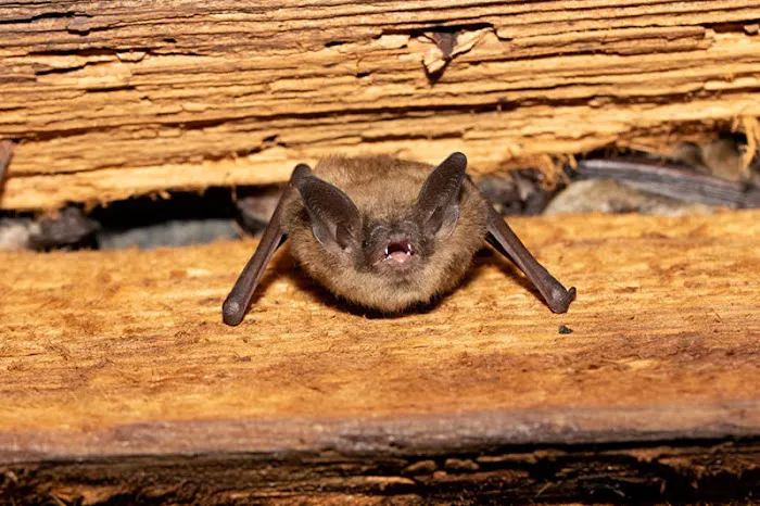 North Shore Wildlife Picture 2