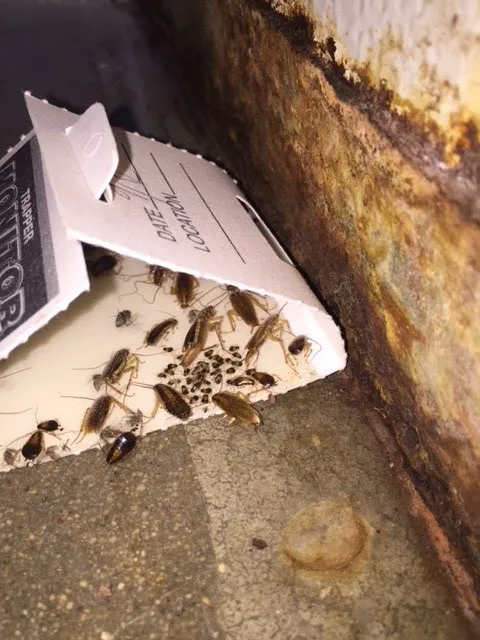 Food and Drug and the Bug LLC Picture 6