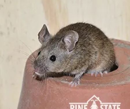 Pine State Pest Solutions
