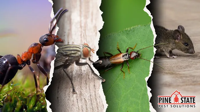 Pine State Pest Solutions Picture 10