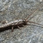Big Blue Bug Solutions