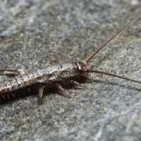 Big Blue Bug Solutions ico