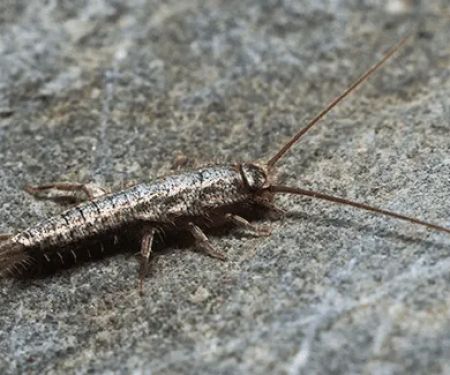 Big Blue Bug Solutions