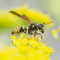 Waltham Pest Services ico