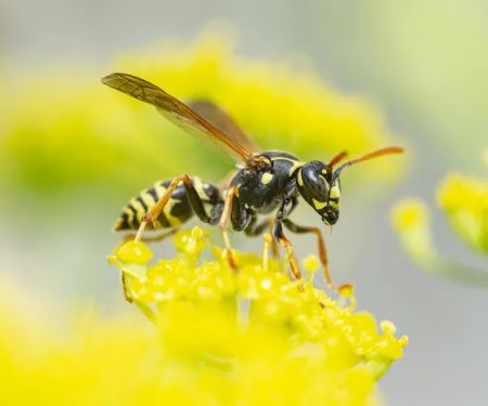 Waltham Pest Services