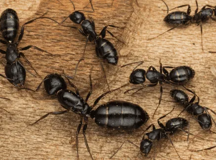 Pest Control Service - Pest Control PWI Picture 1