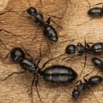 Pest Control Service - Pest Control PWI