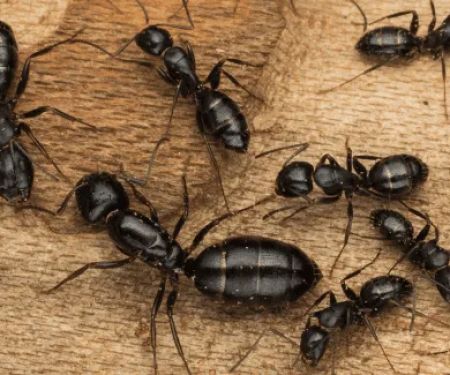 Pest Control Service - Pest Control PWI
