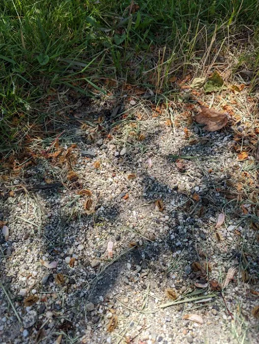 Green Pest Defense Picture 4