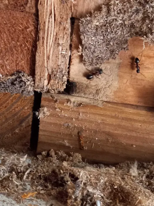 Green Pest Defense Picture 6