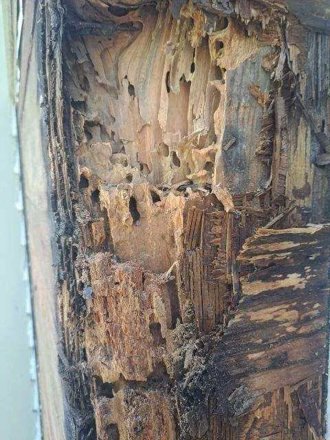 Advantage Pest Control, Inc Picture 8