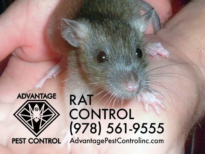 Advantage Pest Control, Inc Picture 3