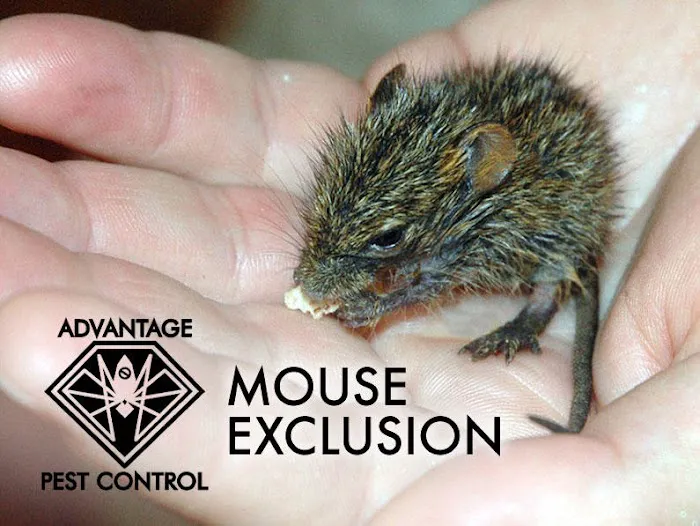 Advantage Pest Control, Inc Picture 2