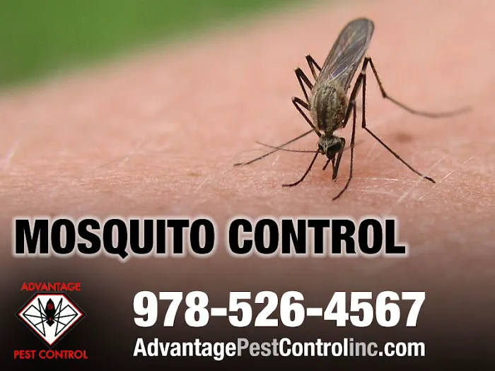 Advantage Pest Control, Inc Picture 10