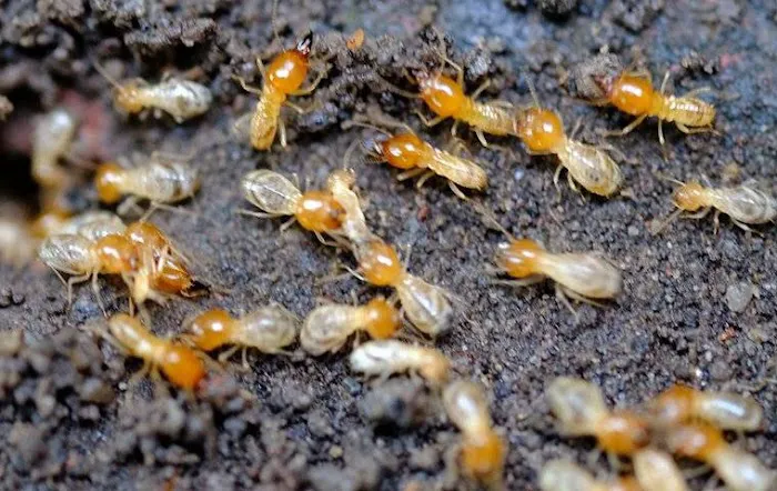 Freedom Pest Control Picture 4