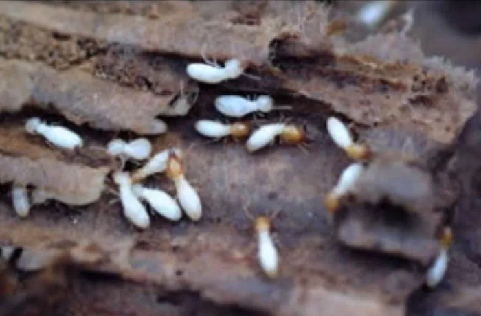 AWorldWide Pest Control Picture 3