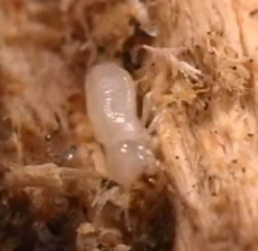 AWorldWide Pest Control Picture 6