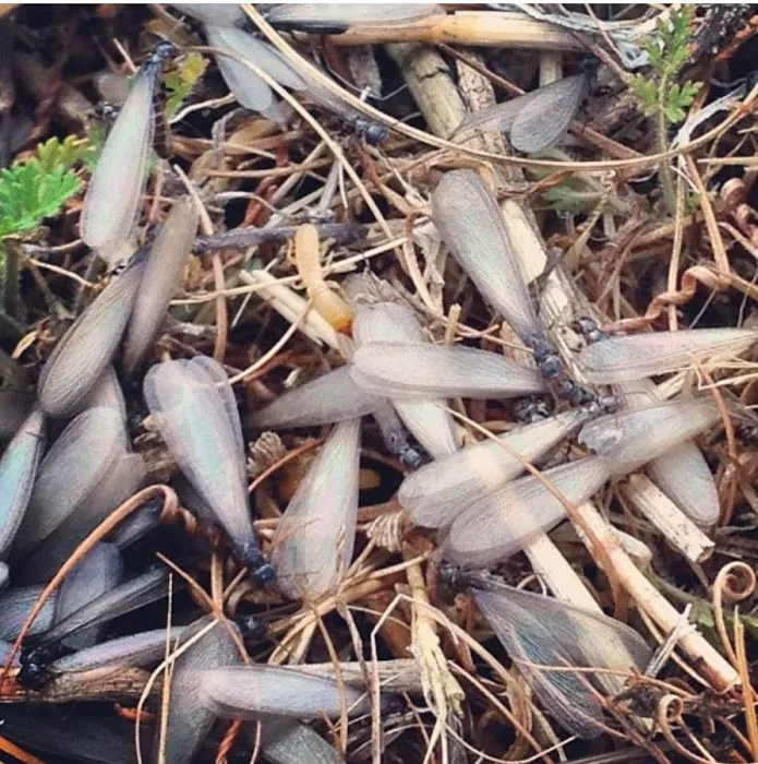 AWorldWide Pest Control Picture 2
