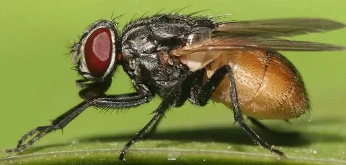 AWorldWide Pest Control Picture 5