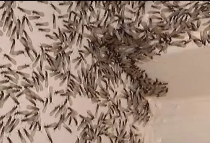 AWorldWide Pest Control Picture 7