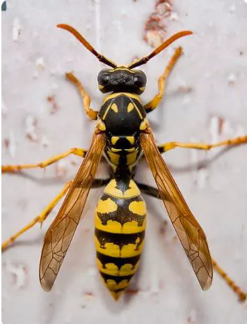 AWorldWide Pest Control Picture 4