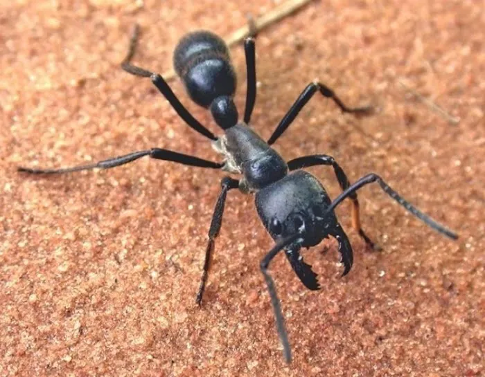 AWorldWide Pest Control Picture 8