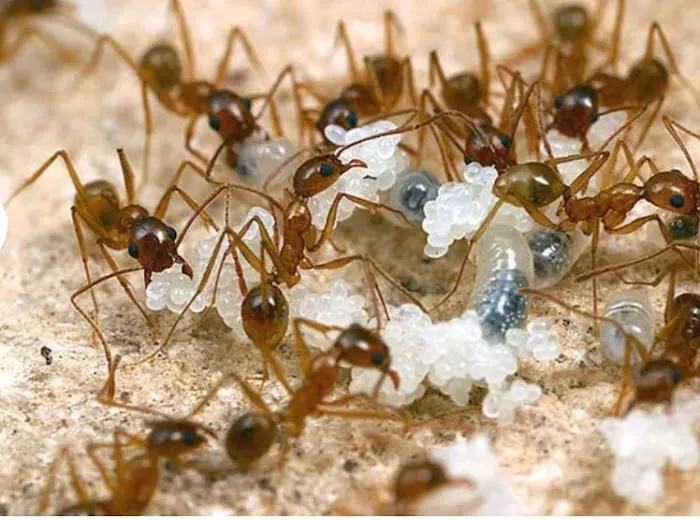 AWorldWide Pest Control Picture 10