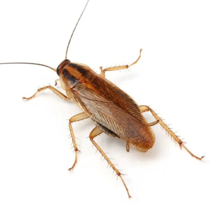 AWorldWide Pest Control Picture 1