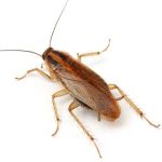 AWorldWide Pest Control