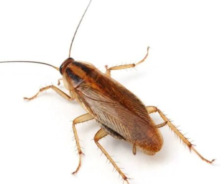 AWorldWide Pest Control