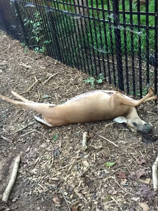Wildlife Exterminator Baltimore Picture 10