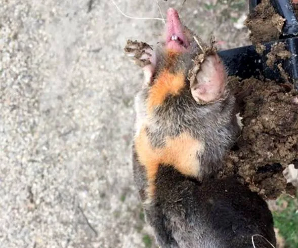 Wildlife Exterminator Baltimore Picture 9