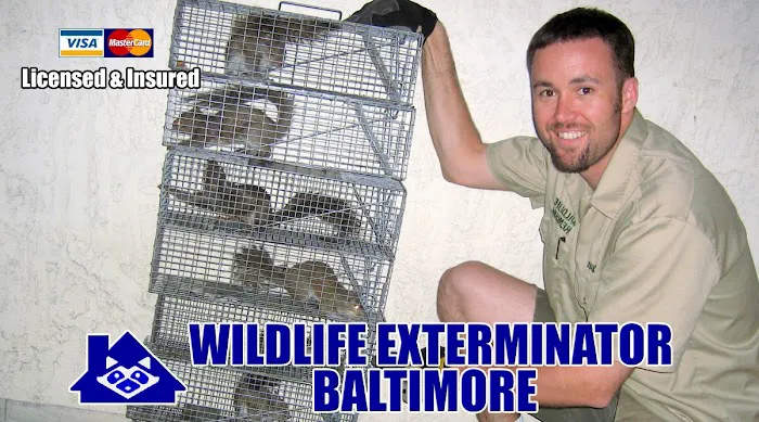 Wildlife Exterminator Baltimore Picture 2