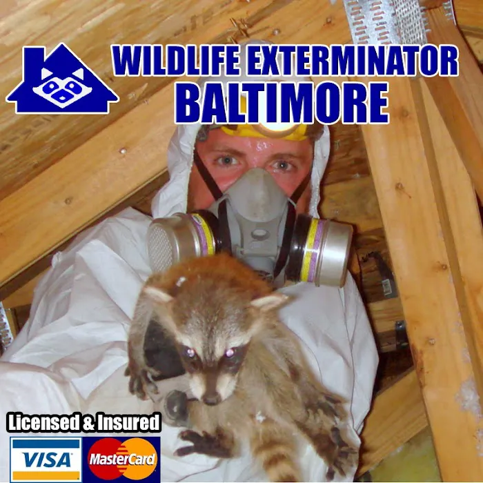 Wildlife Exterminator Baltimore Picture 3