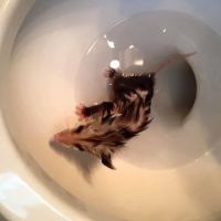 Wildlife Exterminator Baltimore ico