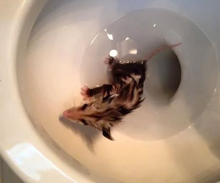 Wildlife Exterminator Baltimore